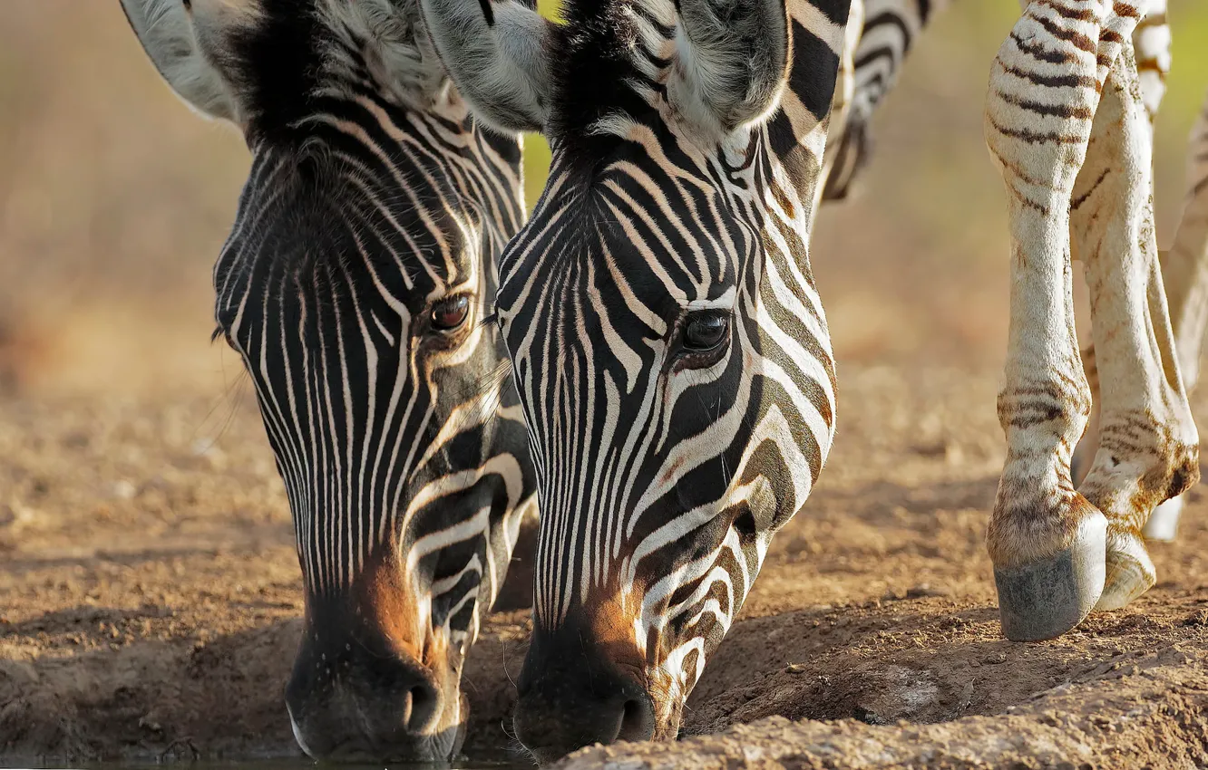 Фото обои пара, морды, зебры