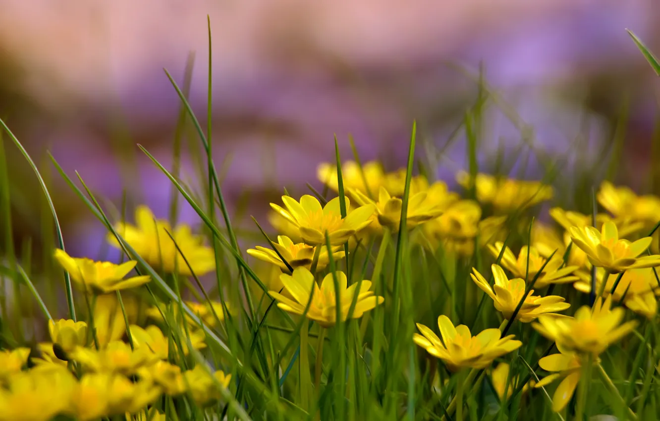 Фото обои лето, трава, поляна, желтые цветы