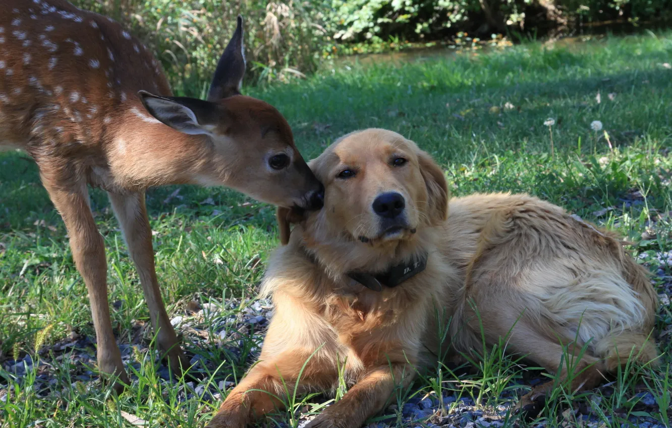 Фото обои природа, собака, олень
