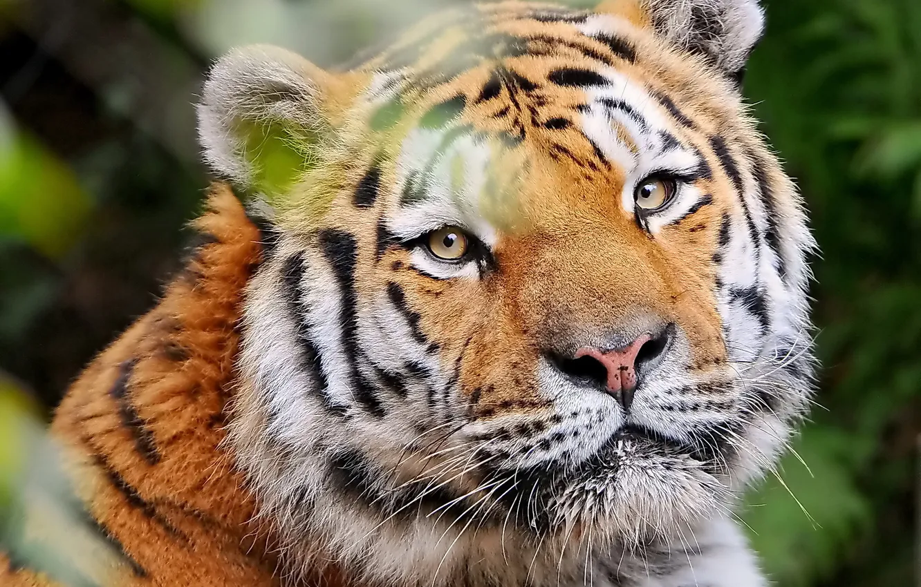 Фото обои усы, взгляд, морда, тигр, довольный