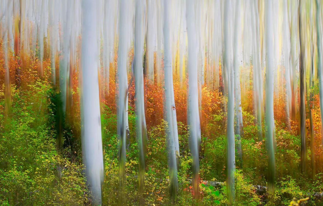 Фото обои осень, лес, деревья, Юта, США, роща, Iron CanyonTrail, Парк-Сити