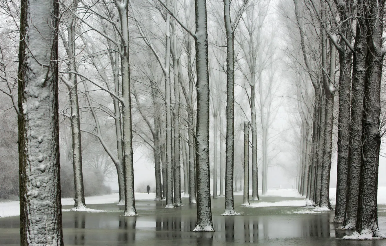 Фото обои зима, деревья, парк