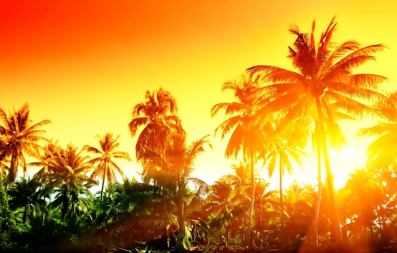 Фото обои landscape, palm trees, Rays of the sun