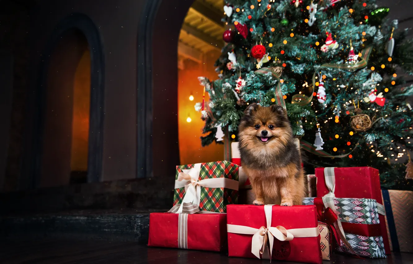 Фото обои елка, собака, Рождество, подарки, Новый год