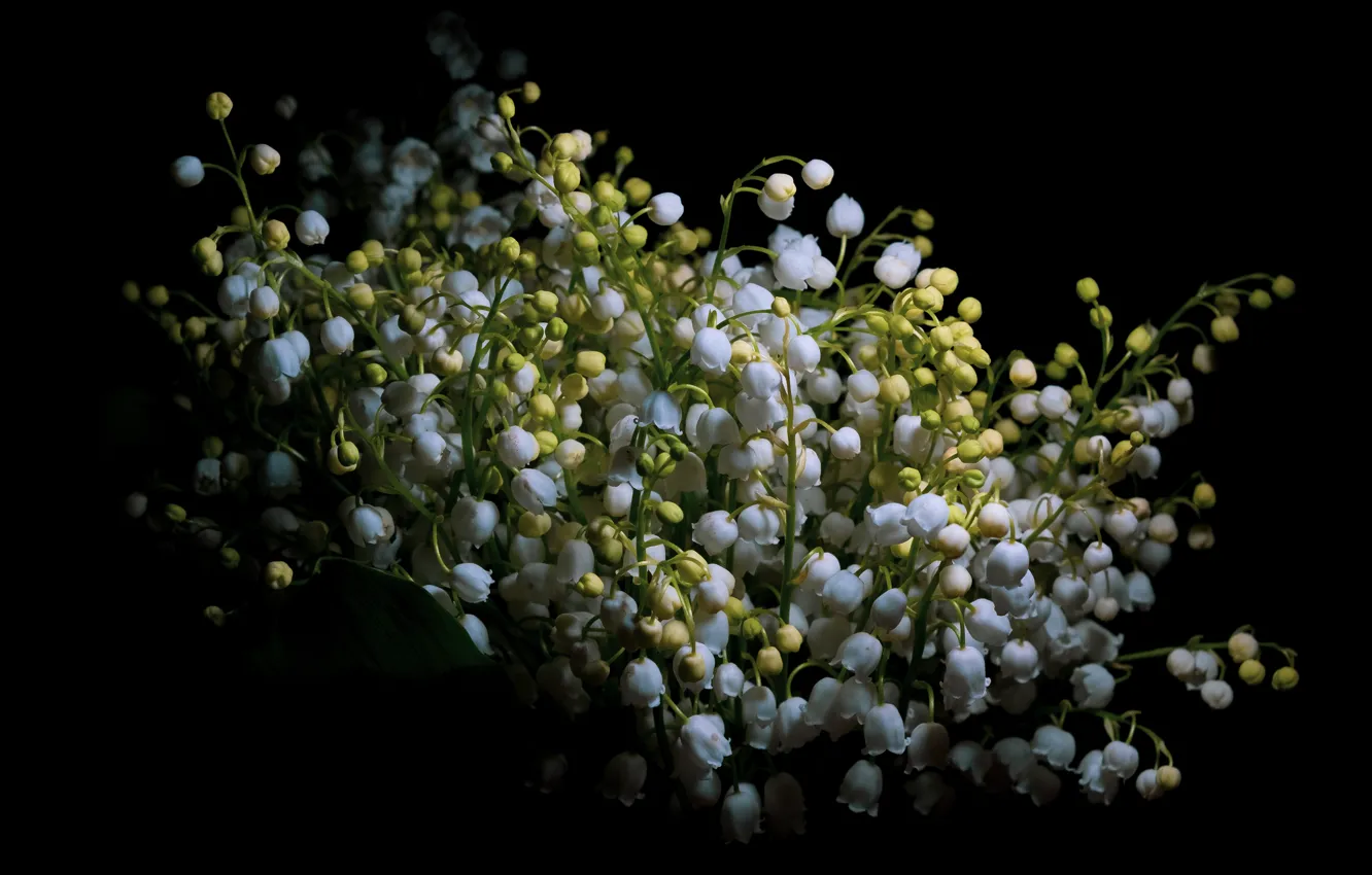 Фото обои цветы, букет, весна, белые, черный фон, ландыши