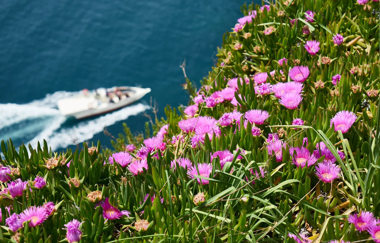 Фото обои море, зелень, лето, цветы, природа, настроение, берег, лодка