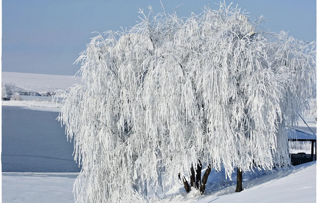 Фото обои снег, дерево, Зима, мороз, winter, snow, tree, frost