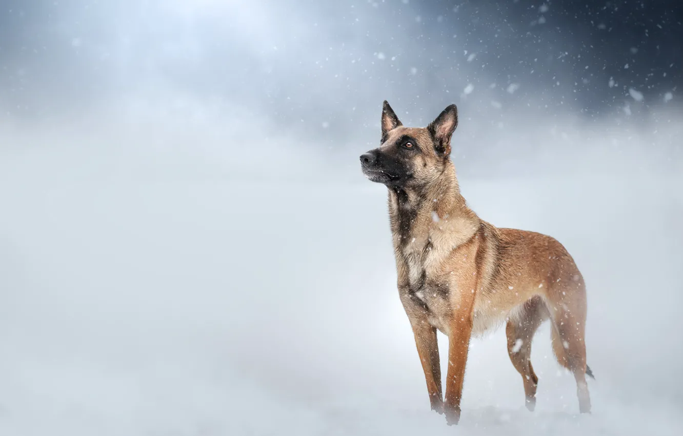 Фото обои зима, снег, природа, поза, туман, собака, сугробы, дымка