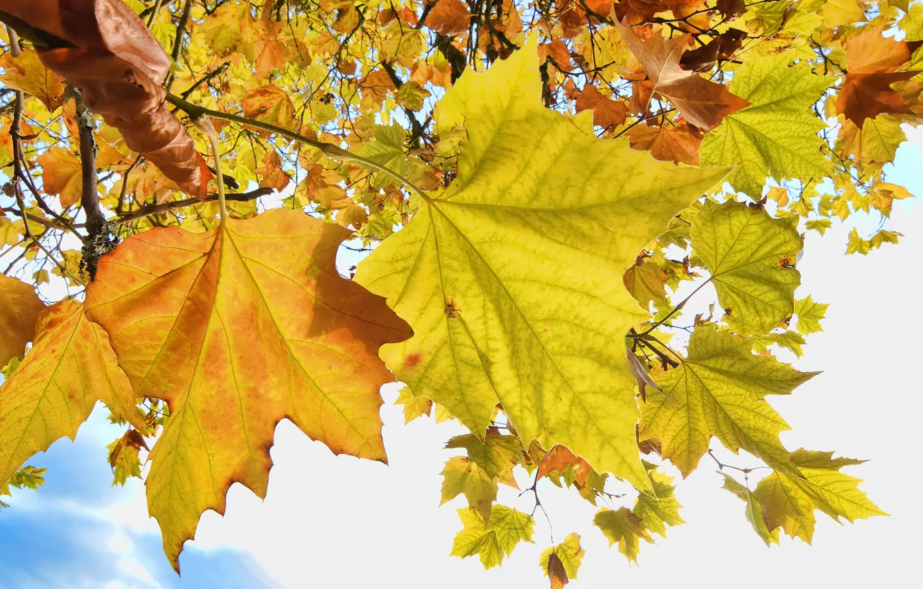 Фото обои осень, небо, листья, дерево, клен