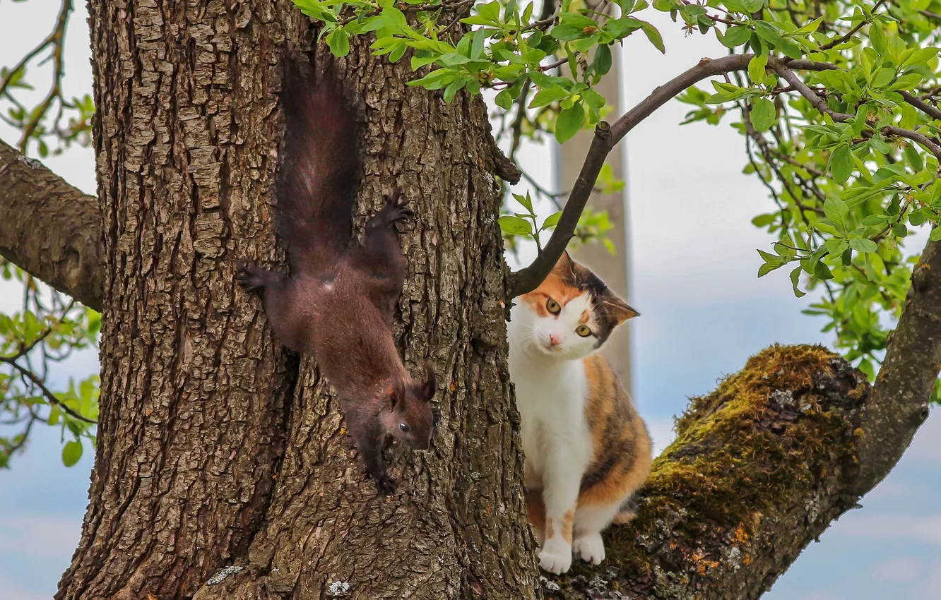 Фото обои кошка, дерево, встреча, белка, на дереве