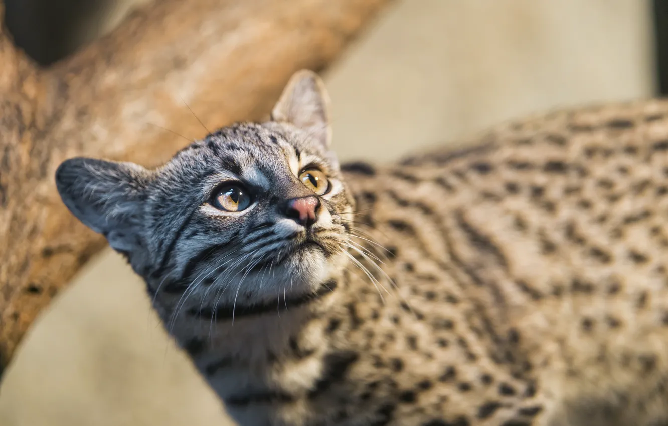 Фото обои взгляд, морда, ©Tambako The Jaguar, кошка Жоффруа