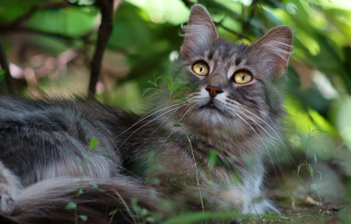 Фото обои кошка, глаза, кот, взгляд, листья, природа, зеленый, серый