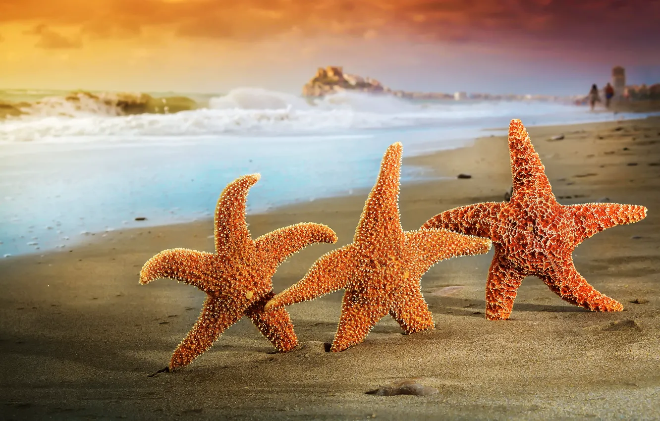 Фото обои песок, море, пляж, лето, звезды