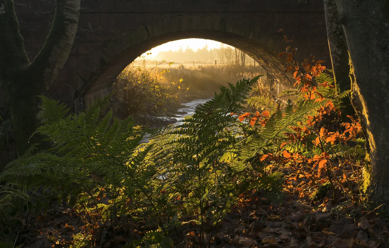 Фото обои осень, мост, природа