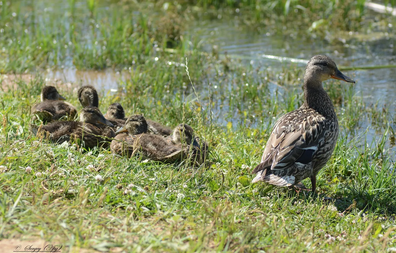 Фото обои nature, duck, ducklings, rest