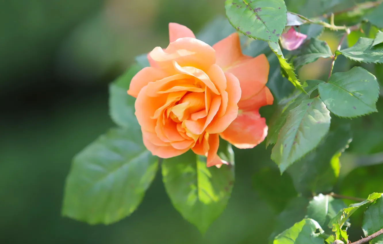 Фото обои листья, роза, оранжевая