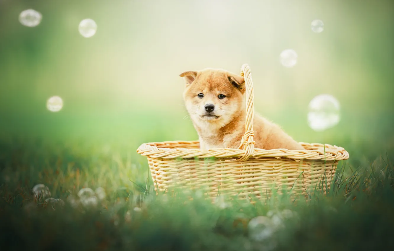 Фото обои фон, корзина, собака, мыльные пузыри, щенок, Сиба-ину