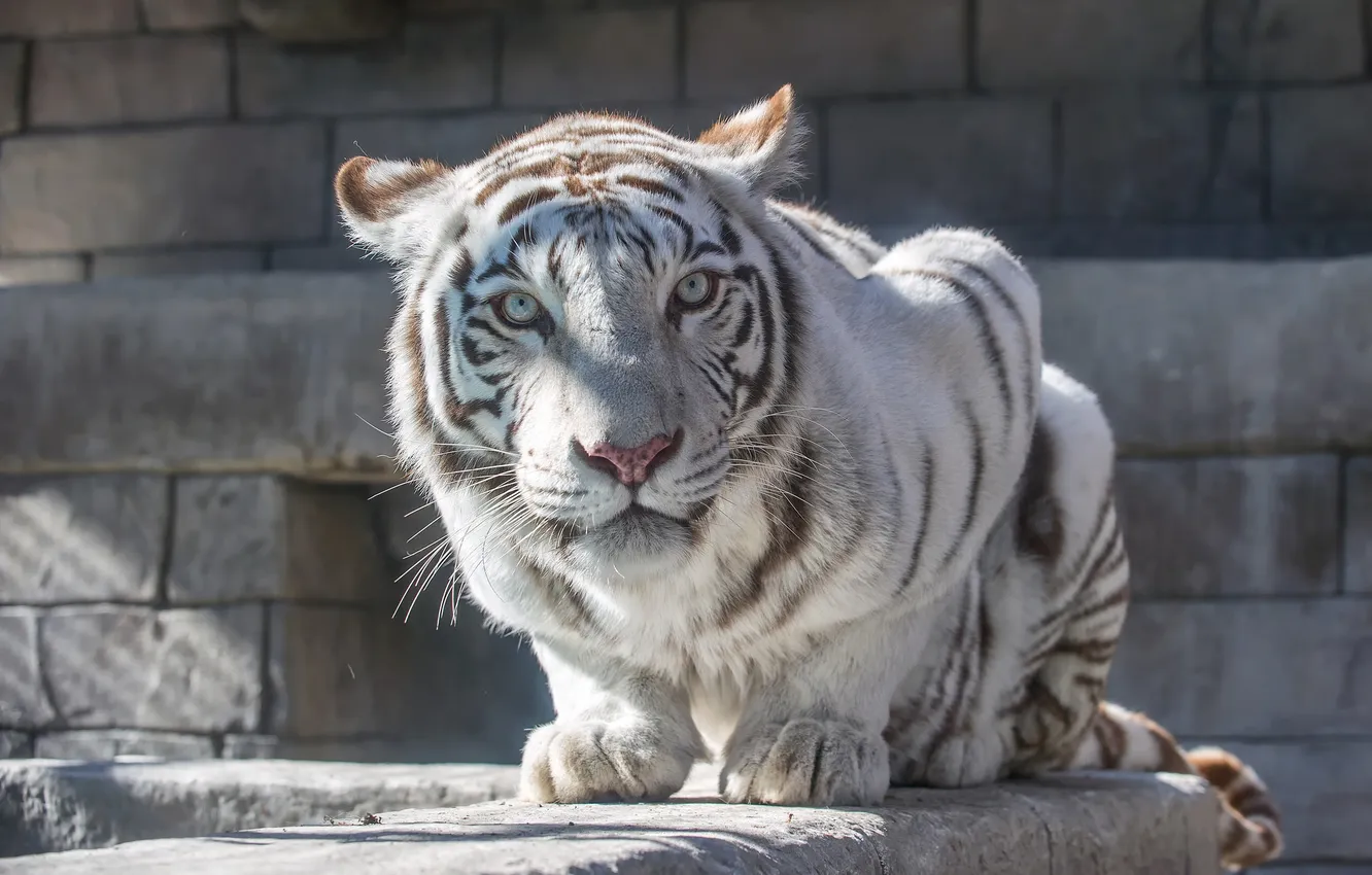 Фото обои кошка, взгляд, камни, белый тигр