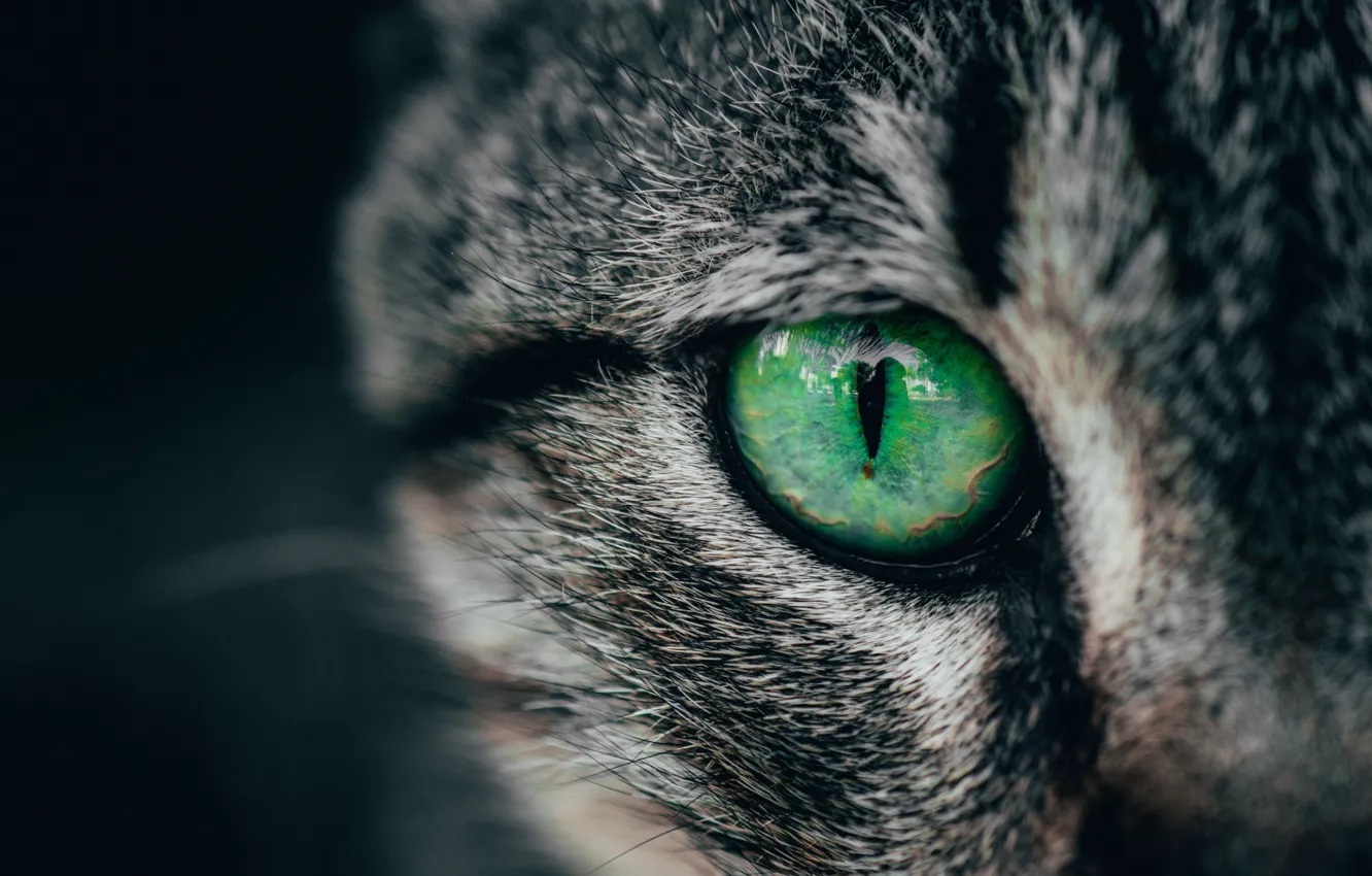 Фото обои green, cat, macro, cats, eye, look, closeup, striking
