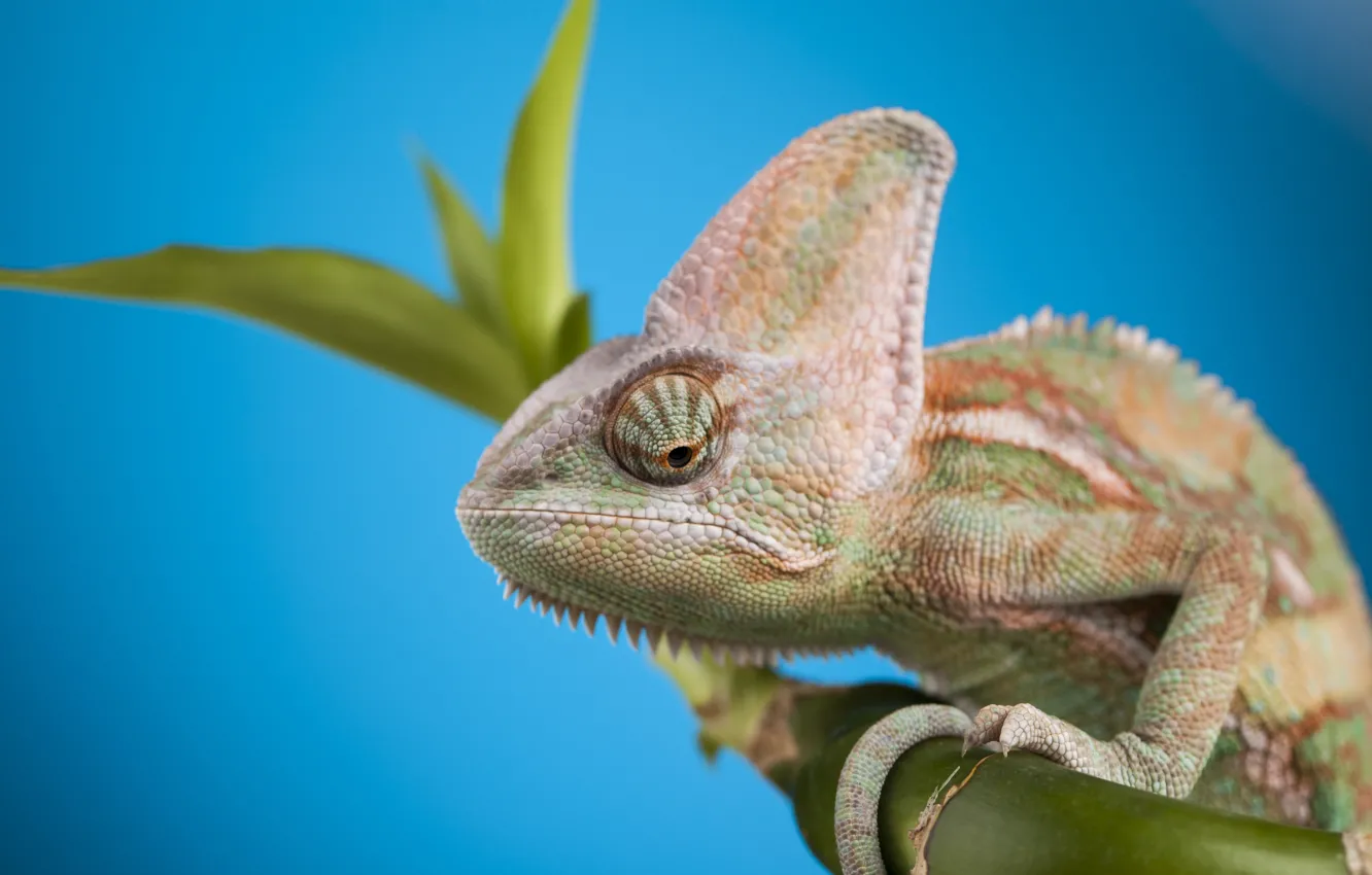 Фото обои head, reptile, Chameleon, scales