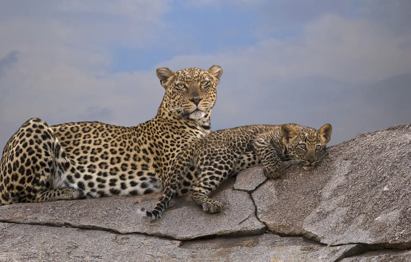 Фото обои взгляд, морда, камни, леопард, лежит, детёныш, мать