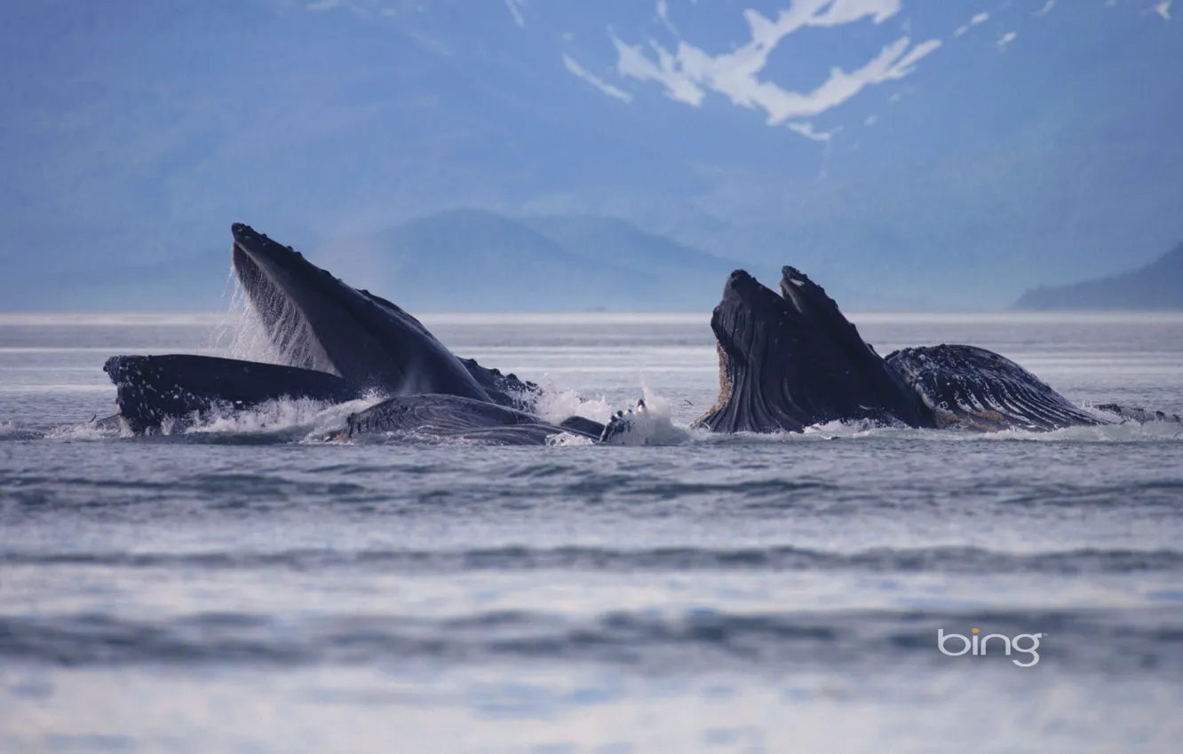 Фото обои море, пейзаж, Аляска, США, Alaska, Lynn Canal, горбатые киты