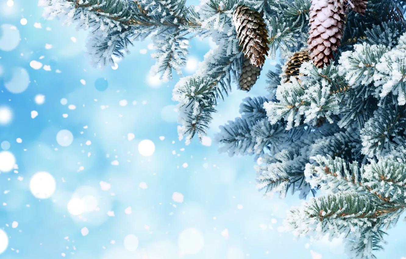 Фото обои снег, иголки, ветки, фон, елка, Новый год, шишки