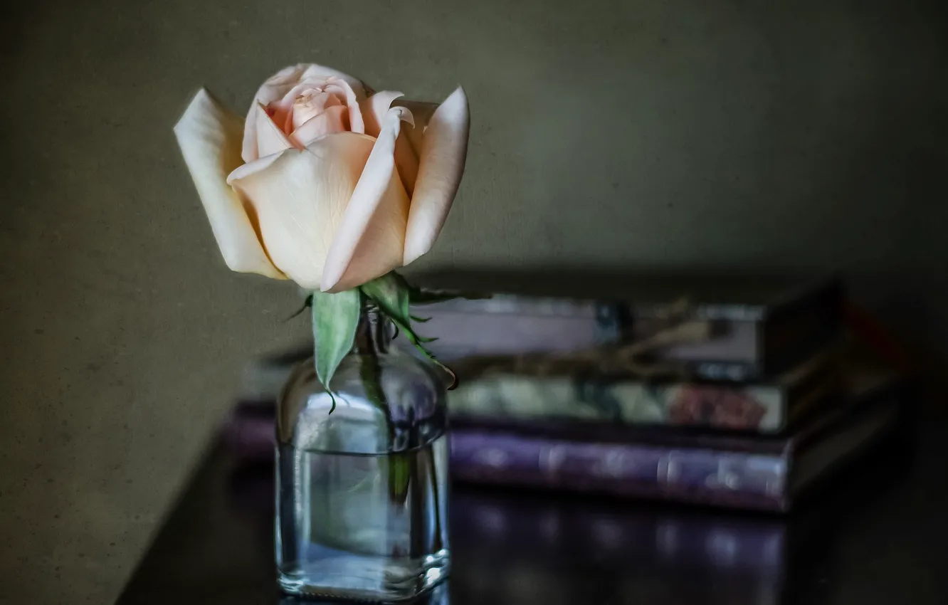Фото обои стиль, роза, книги, размытость, бутон, бутылочка, пузырёк