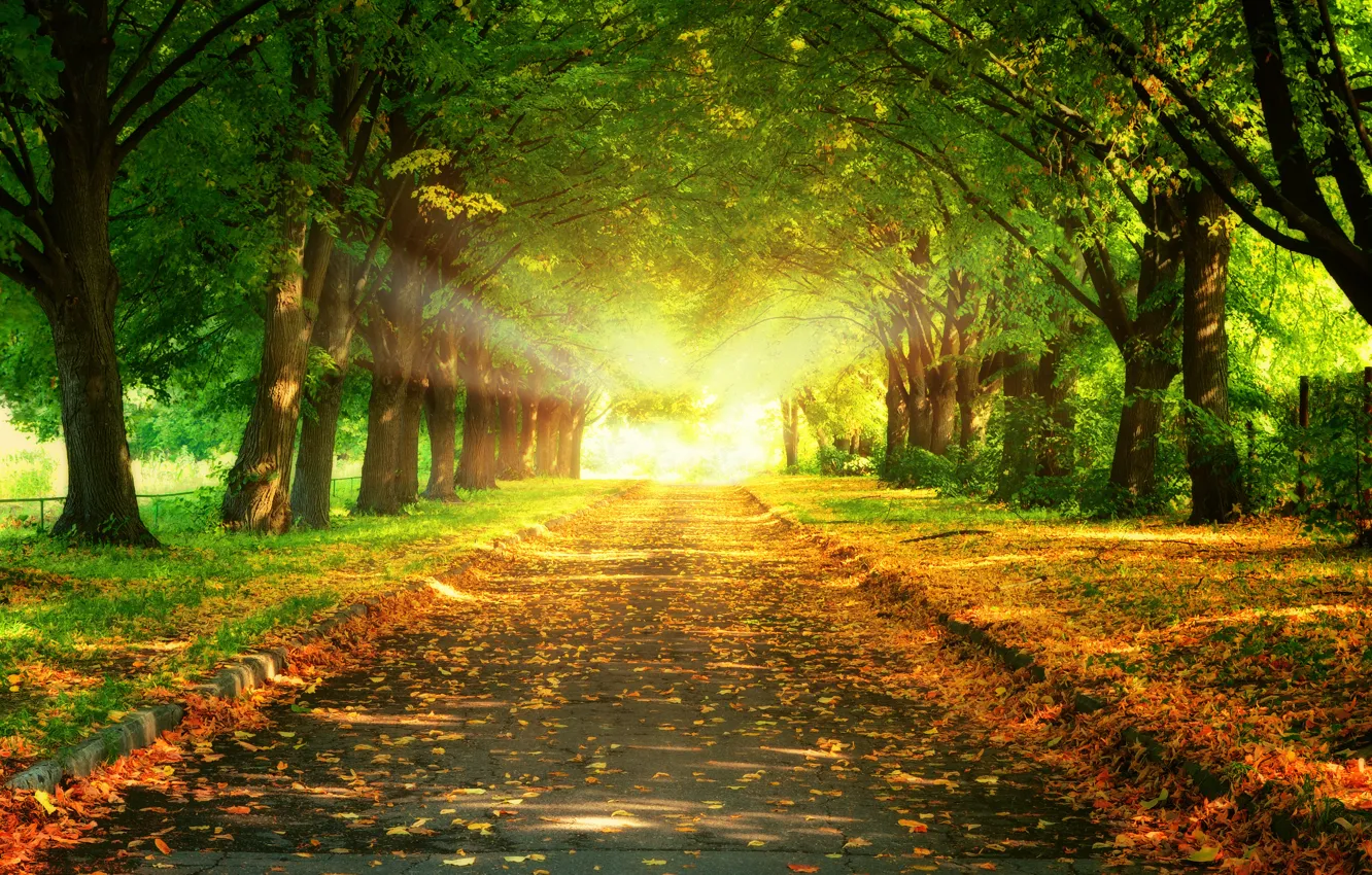 Фото обои дорога, листья, деревья, пейзаж, закат, природа, красивая, road