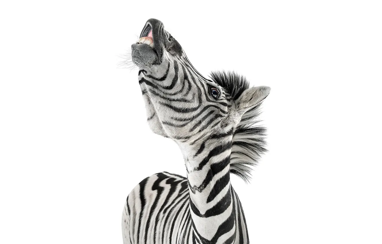 Фото обои морда, фон, зубы, Зебра, Zebra