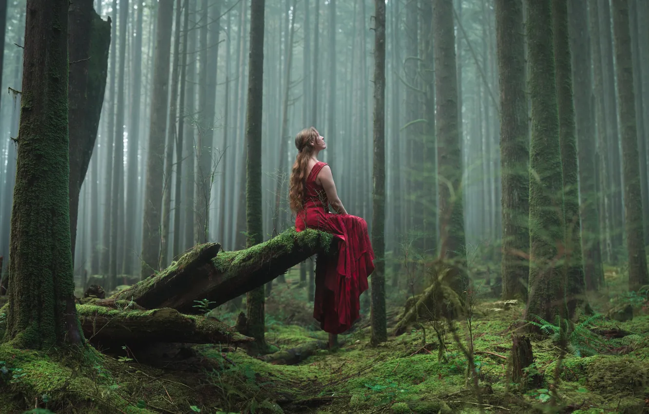 Фото обои лес, девушка, сидит, красное платье