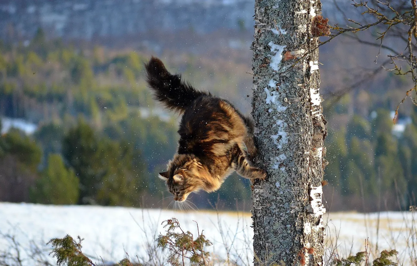 Фото обои зима, кошка, кот, дерево, паркур