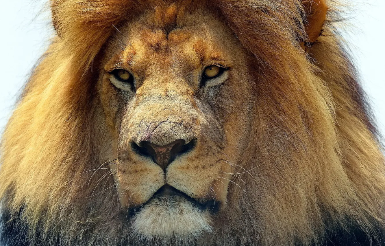 Фото обои кошка, взгляд, животное, хищник, Лев, царь зверей, predator, head