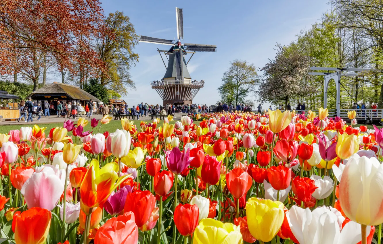 Фото обои солнце, деревья, цветы, парк, люди, мельница, тюльпаны, Нидерланды