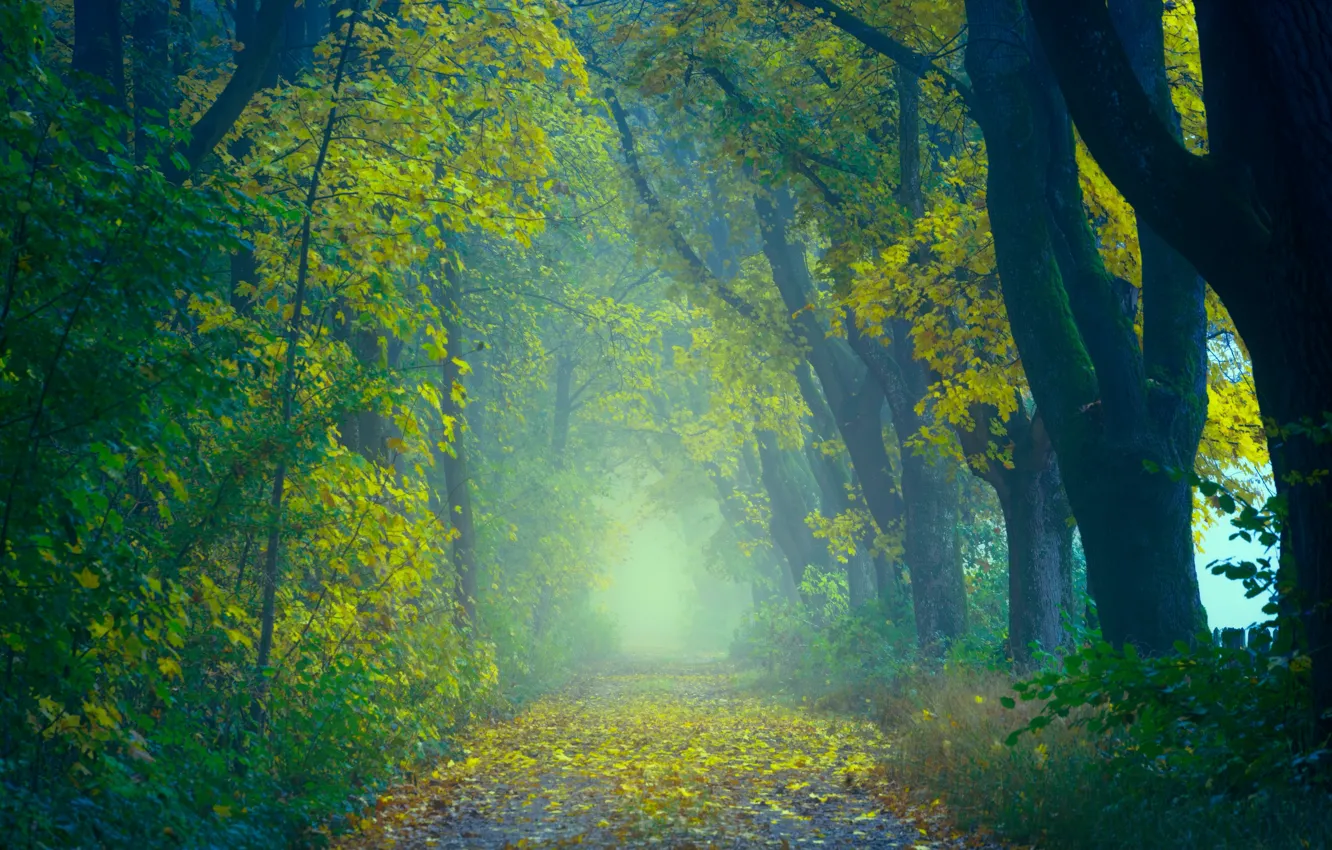Фото обои дорога, осень, лес, листья, деревья, природа, туман