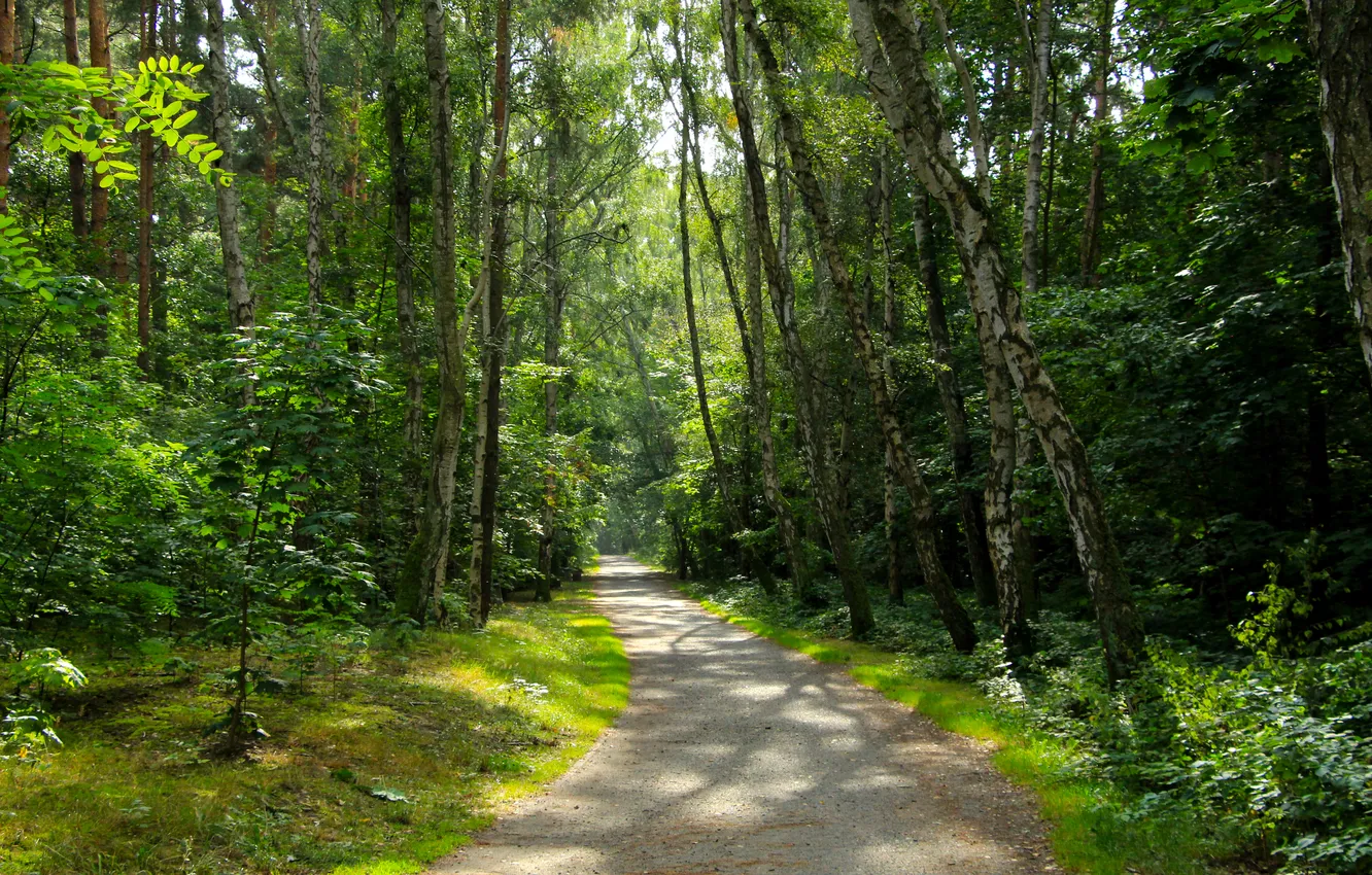 Фото обои forest, trees, park, alley