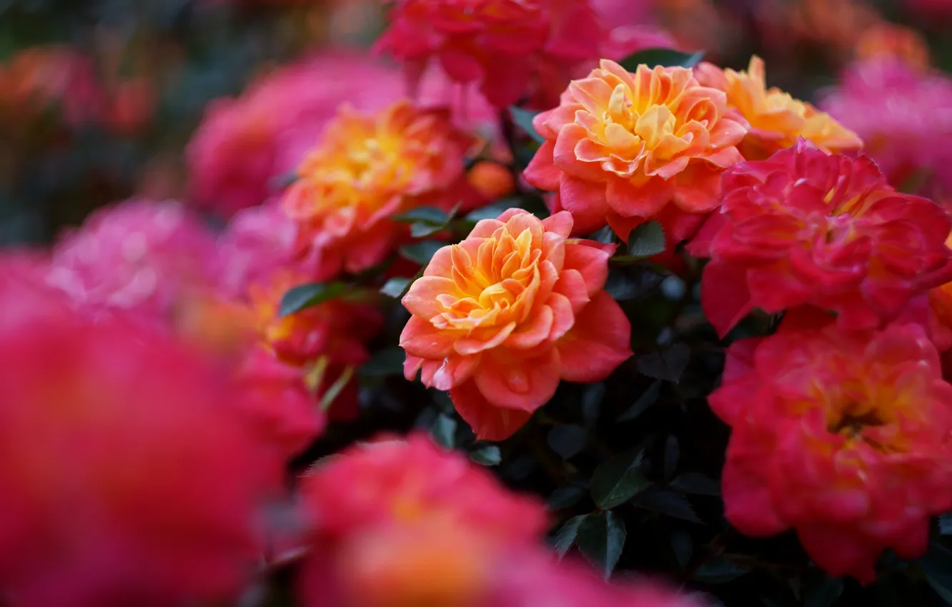 Фото обои цветы, яркие, роза, розы, ветка, сад, красные, оранжевые