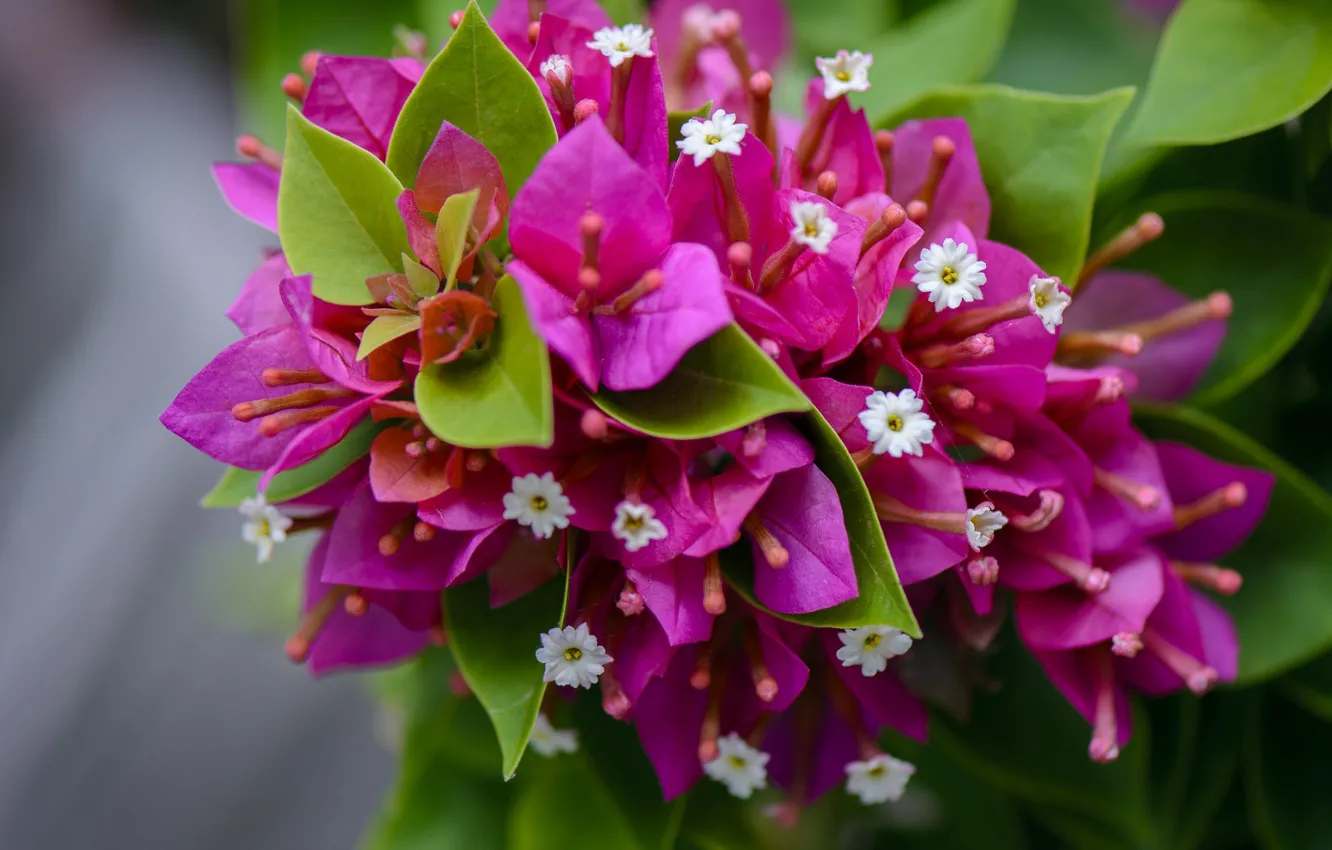 Фото обои листья, цветы, розовые, белые, цветение