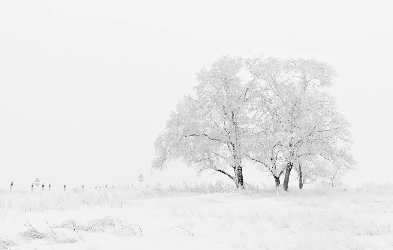 Фото обои Зима, Поле, Деревья, Снег, Мороз, Blizzard, Winter, Frost