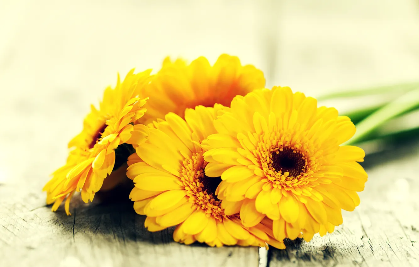 Фото обои цветы, желтые, герберы, yellow, flowers, gerbera