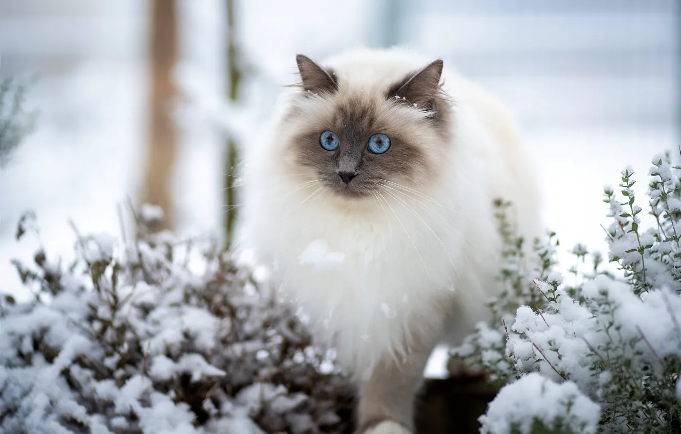 Фото обои зима, кошка, кот, взгляд, снег, природа, поза, сад