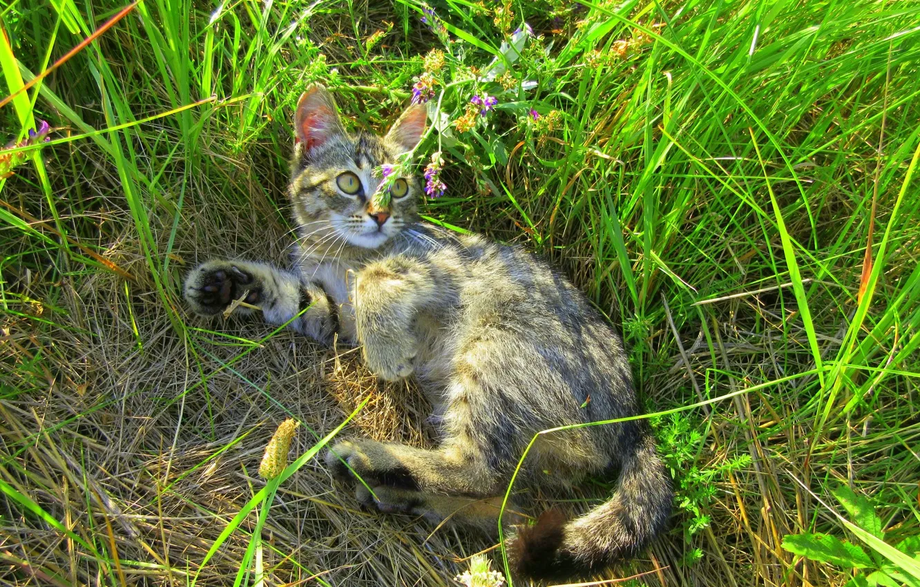 Фото обои лето, трава, кот, луг, котёнок, киса, котейка, Meduzanol ©