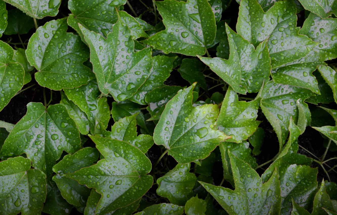 Фото обои green, wet, yellow, water, pattern, leaves
