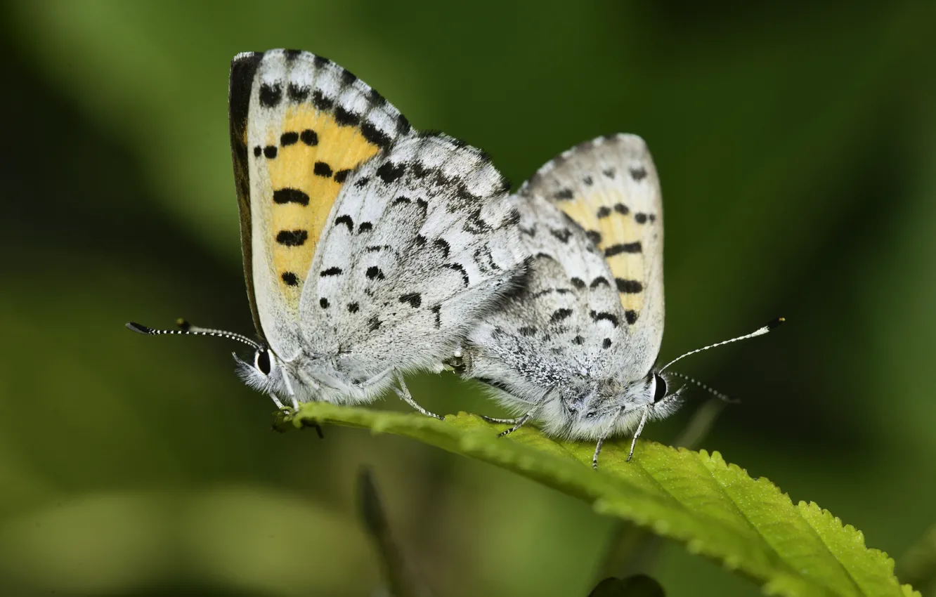 Фото обои бабочки, пара, Martin Dollenkamp