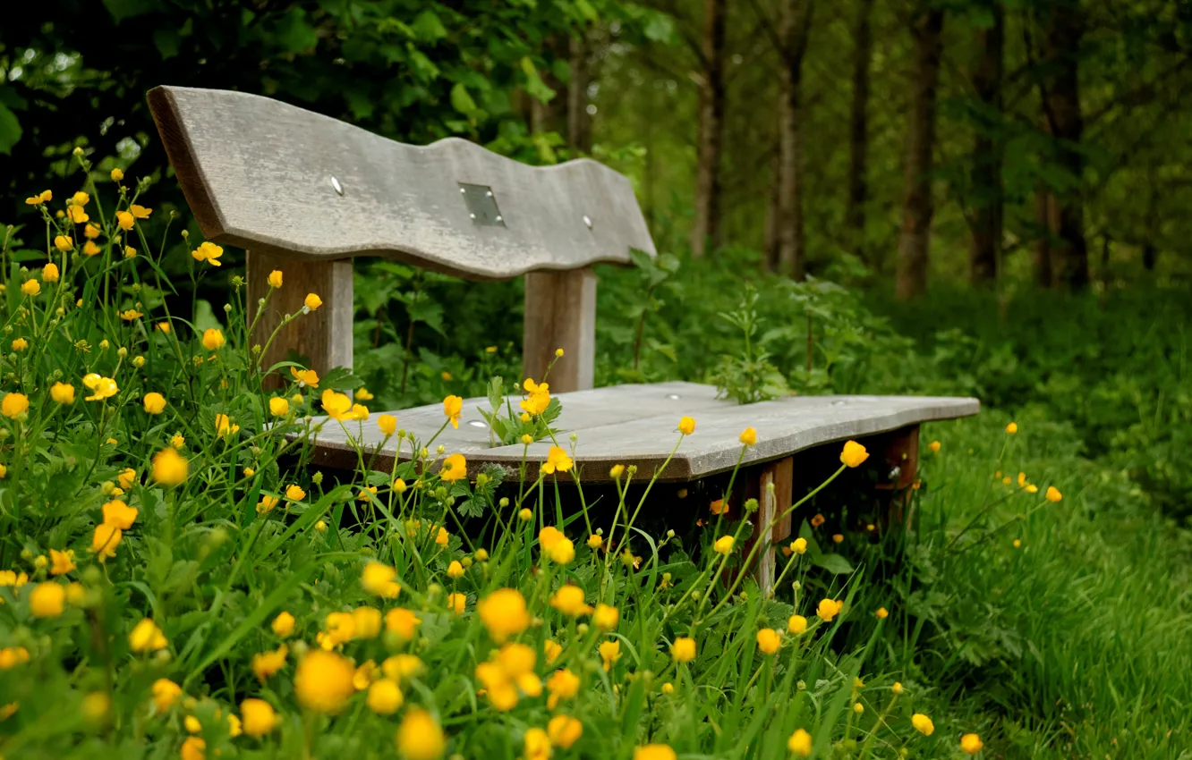 Фото обои зелень, цветы, скамейка, зеленый, фон, widescreen, обои, растительность