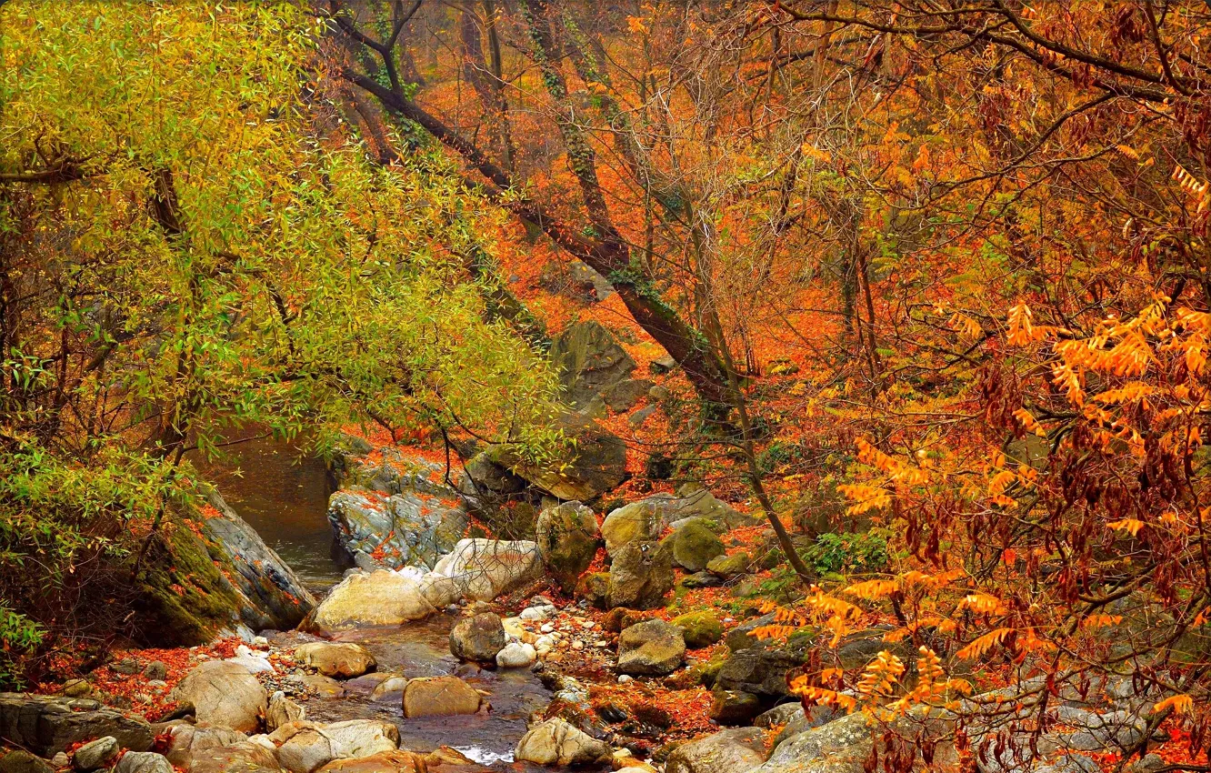 Фото обои лес, ручей, камни, Осень, Fall, Autumn, Colors, Forest