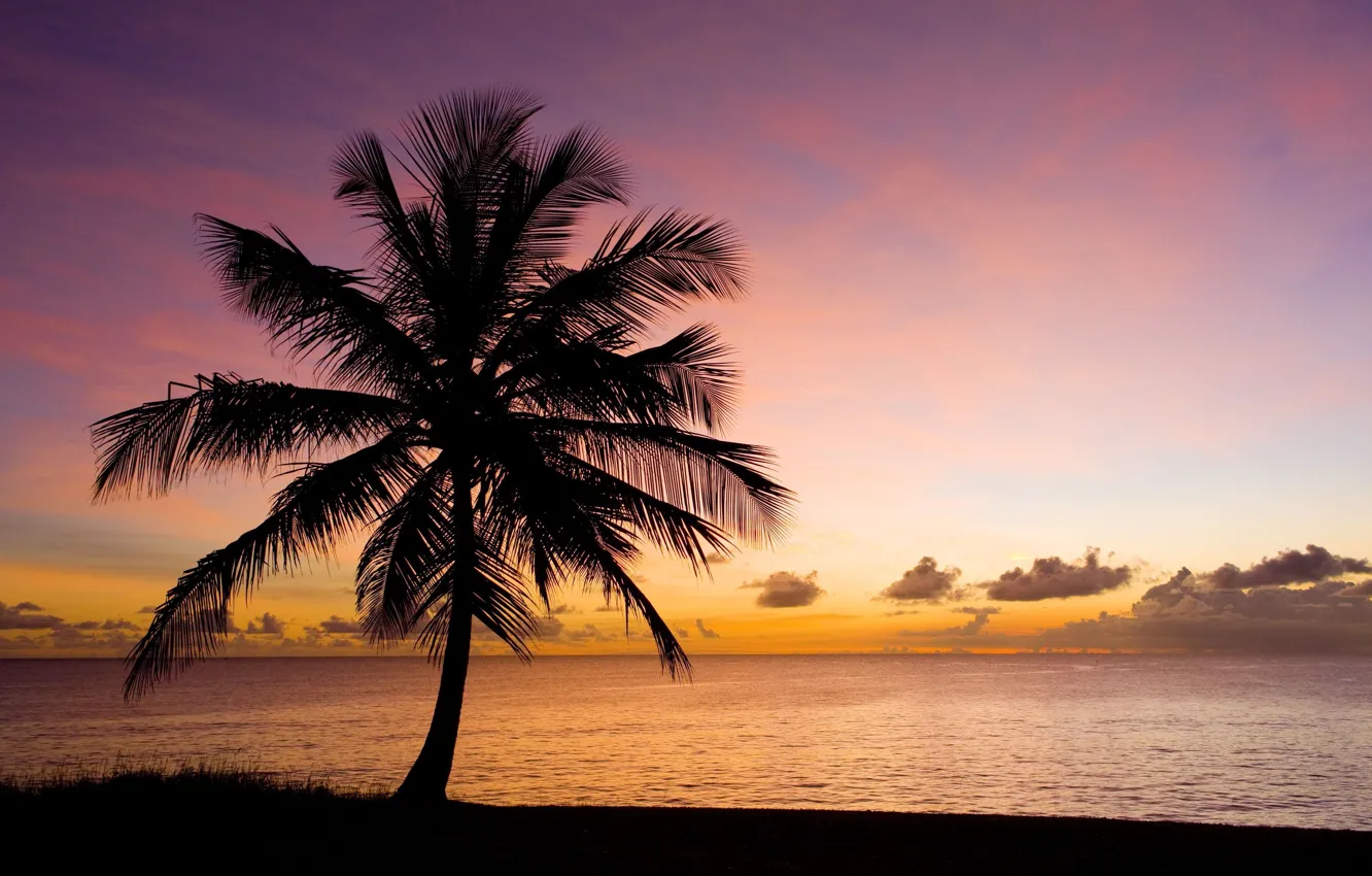 Фото обои песок, море, пляж, небо, вода, закат, природа, пальма