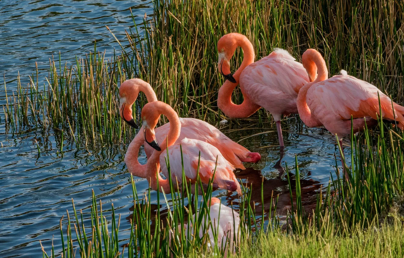 Фото обои животные, трава, птицы, озеро, пруд, заросли, фламинго, водоем