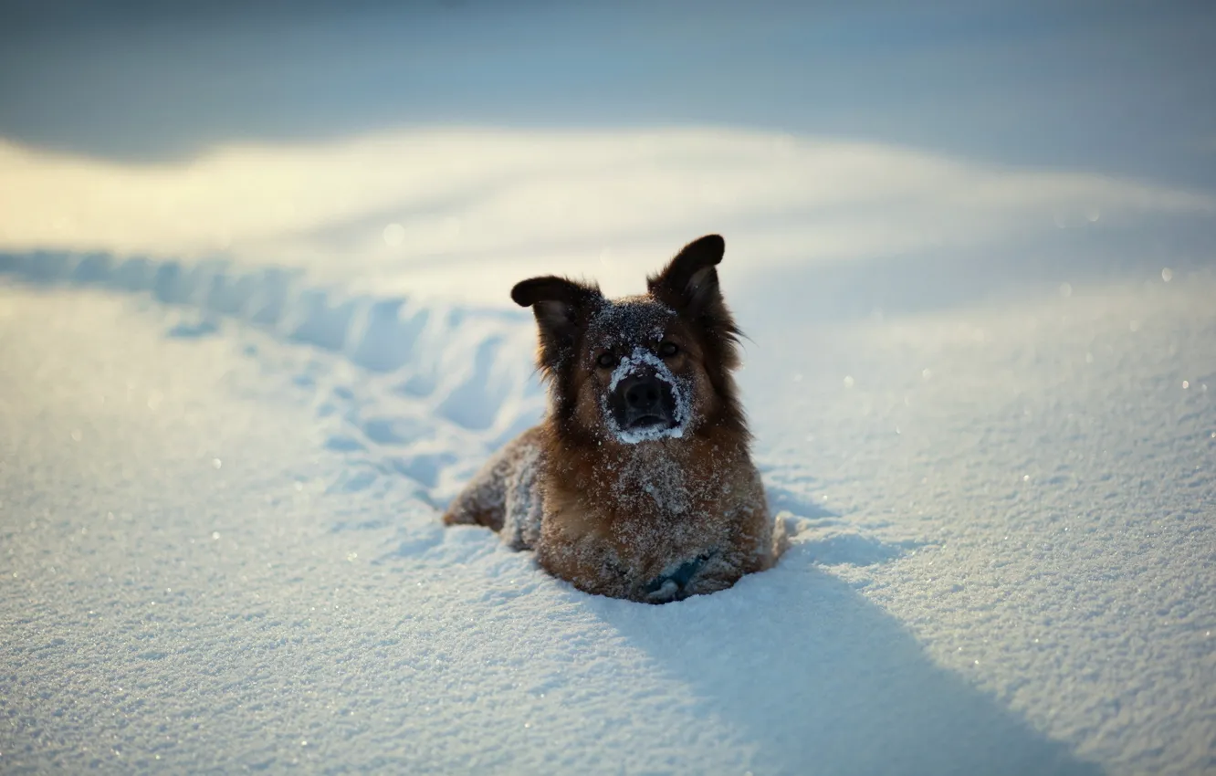 Фото обои зима, снег, собака