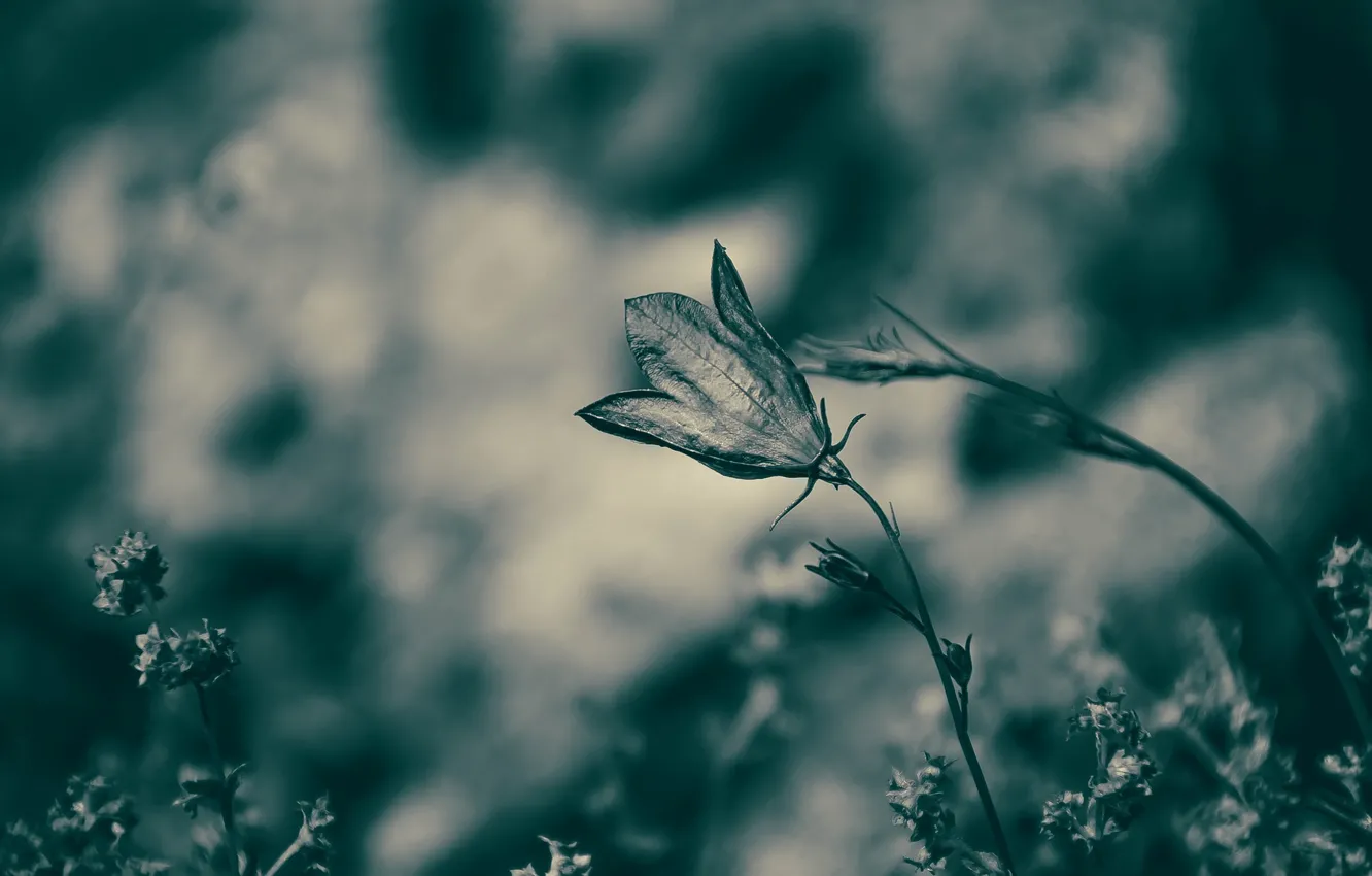 Фото обои цветы, природа, фон